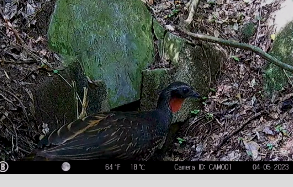Câmeras especiais da Prefeitura de Niterói registram duas espécies inéditas no Parque Natural Municipal de Niterói (Parnit)